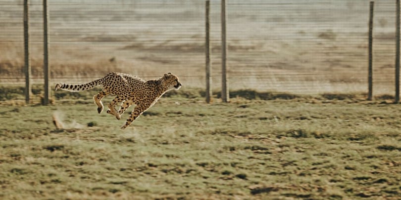 How an Agile Executive Search Strategy Plays Out